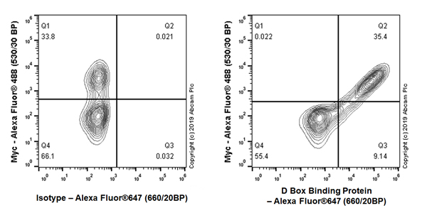 Flow Cytometry (Intracellular) - Anti-D Box Binding Protein antibody [EPR22370-51] - BSA and Azide free (AB263022), expandable thumbnail