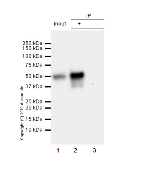 Immunoprecipitation - Anti-D Box Binding Protein antibody [EPR22370-51] - BSA and Azide free (AB263022), expandable thumbnail