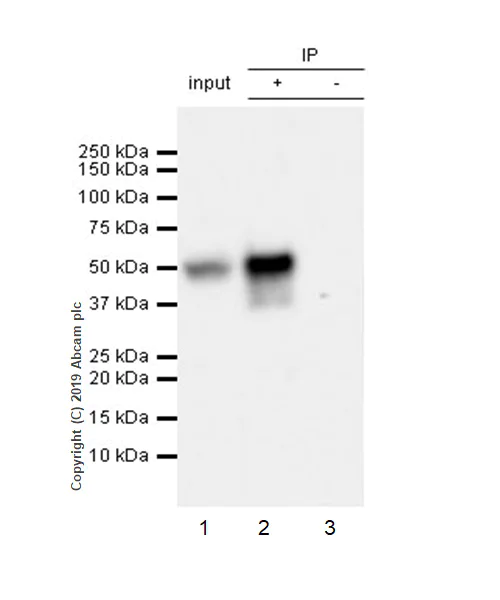 Immunoprecipitation - Anti-D Box Binding Protein antibody [EPR22370-51] - BSA and Azide free (AB263022)