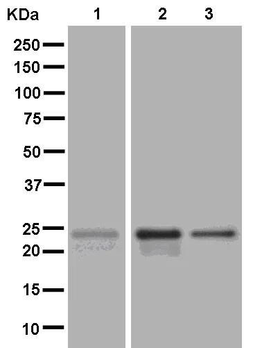 Western blot - Anti-D4 GDI antibody [EPR14211(B)] (AB181259)