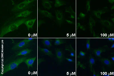 Functional Studies - D4476, CK1 inhibitor (AB120220)
