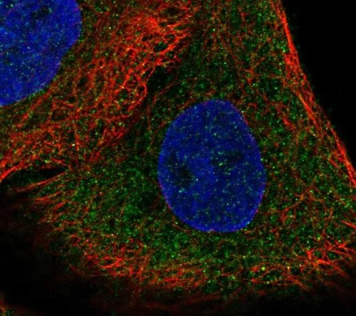 Immunocytochemistry/ Immunofluorescence - Anti-DAAM1 antibody (AB221571)