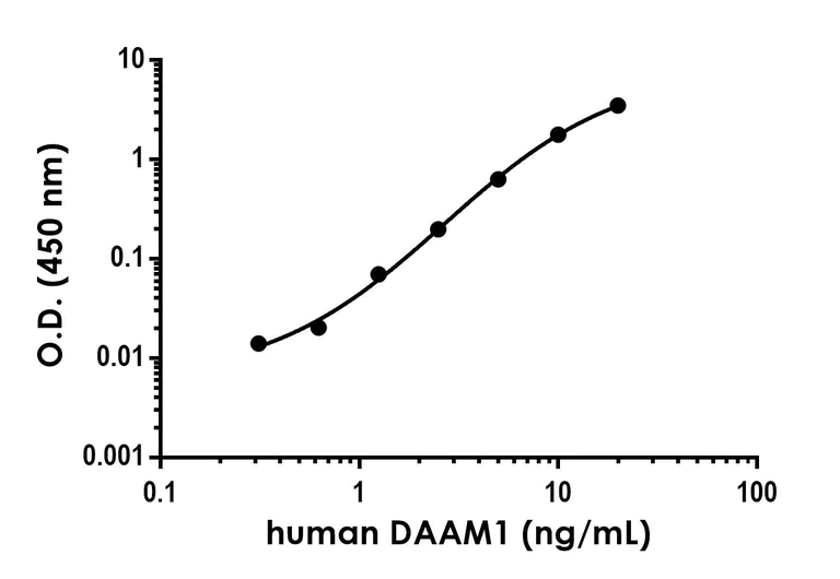 Sandwich ELISA - Anti-DAAM1 antibody [EPR25376-21] - BSA and Azide free (Capture) (AB300699)