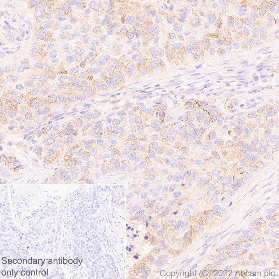 Immunohistochemistry - Anti-DAAM1 antibody [EPR25376-223] - BSA and Azide free (ab307161), expandable thumbnail