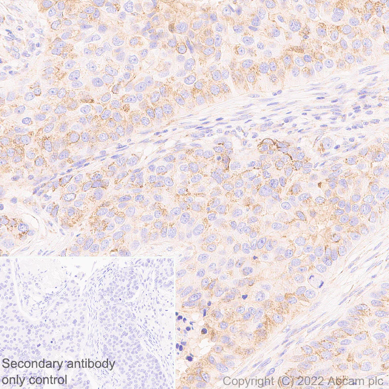 Immunohistochemistry - Anti-DAAM1 antibody [EPR25376-223] - BSA and Azide free (AB307161)