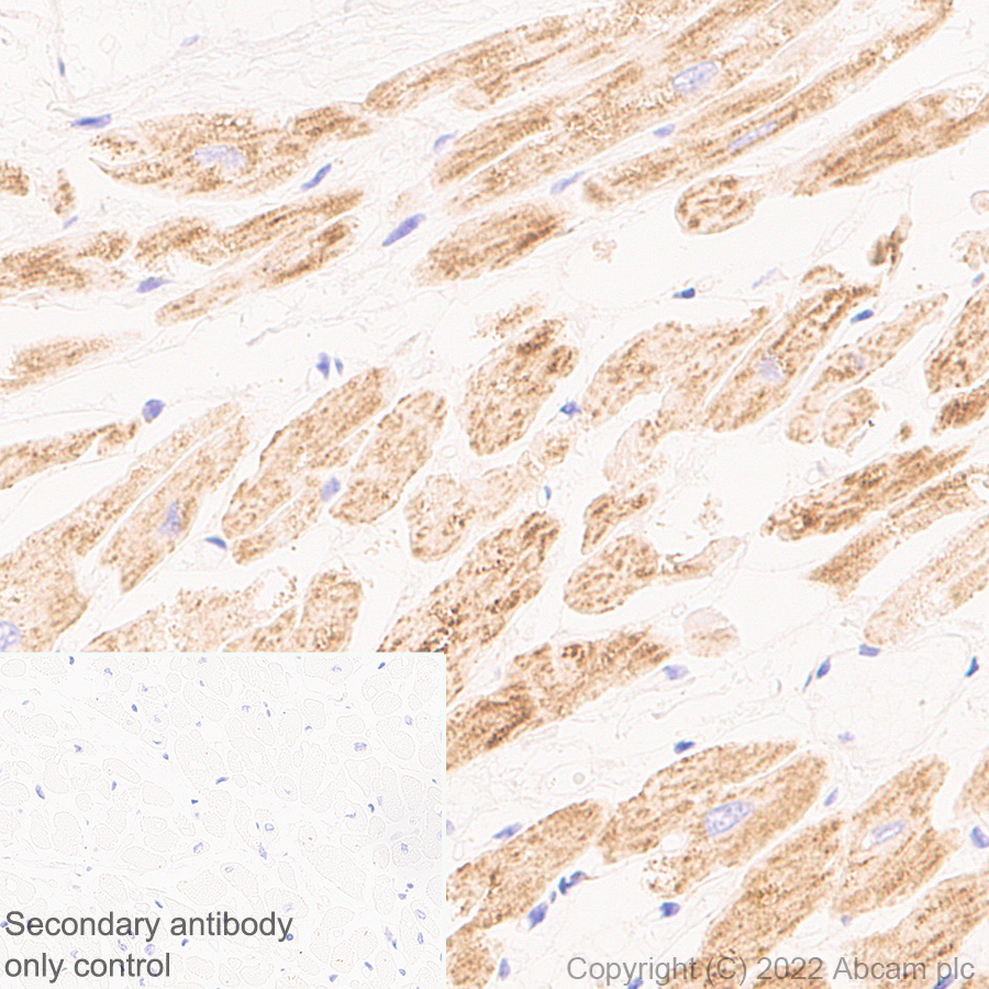 Immunohistochemistry - Anti-DAAM1 antibody [EPR25376-223] - BSA and Azide free (ab307161), expandable thumbnail