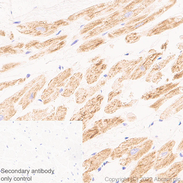 Immunohistochemistry - Anti-DAAM1 antibody [EPR25376-223] - BSA and Azide free (AB307161)