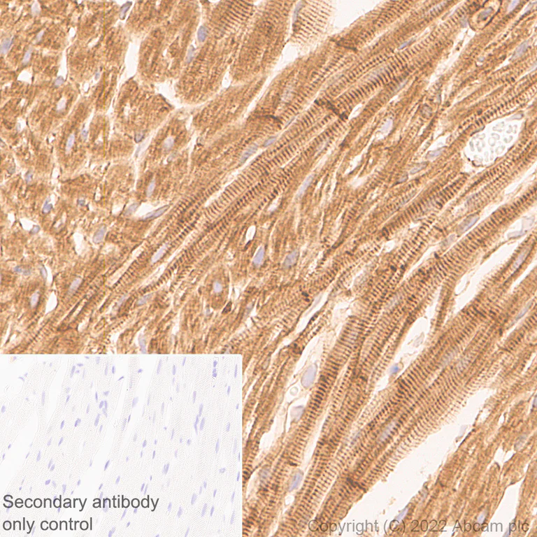 Immunohistochemistry - Anti-DAAM1 antibody [EPR25376-223] - BSA and Azide free (AB307161)