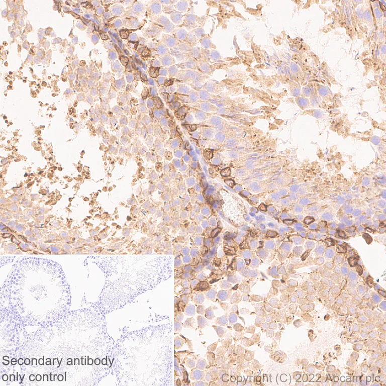 Immunohistochemistry - Anti-DAAM1 antibody [EPR25376-223] - BSA and Azide free (AB307161)