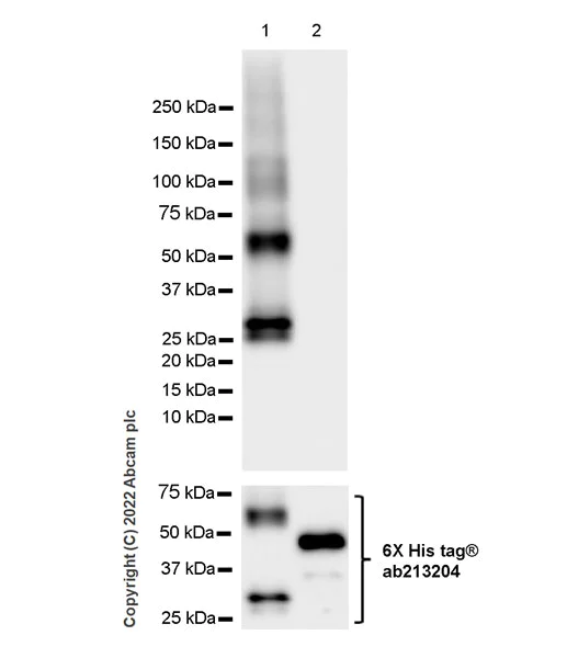 Western blot - Anti-DAAM1 antibody [EPR25376-223] - BSA and Azide free (AB307161)