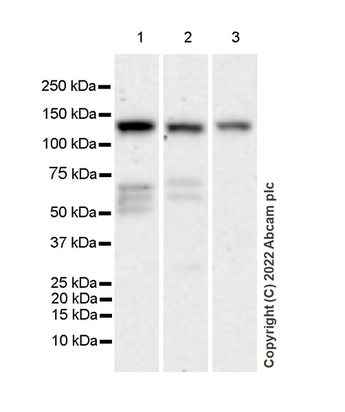 Western blot - Anti-DAAM1 antibody [EPR25376-223] - BSA and Azide free (AB307161), expandable thumbnail