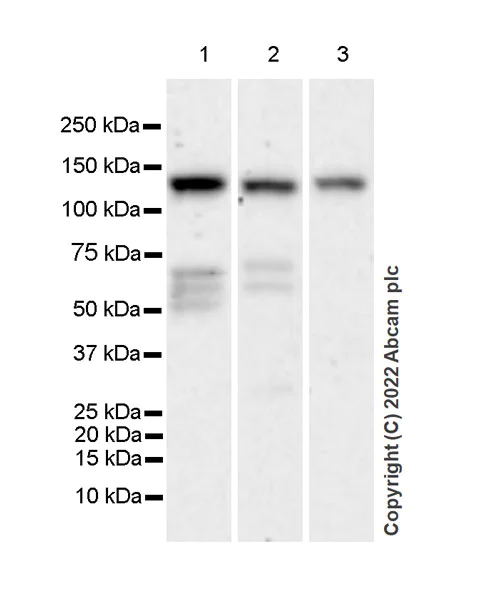 Western blot - Anti-DAAM1 antibody [EPR25376-223] - BSA and Azide free (AB307161)