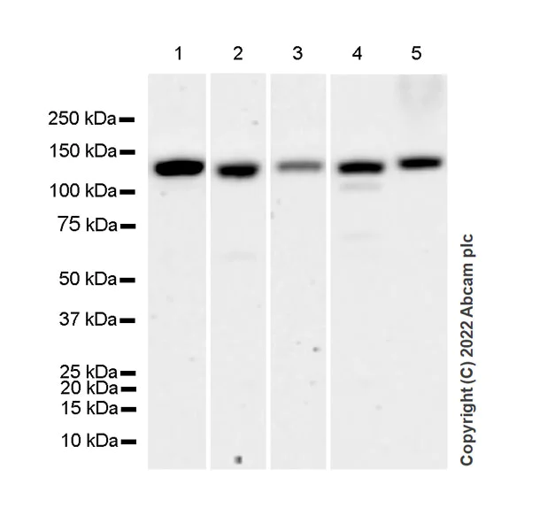Western blot - Anti-DAAM1 antibody [EPR25376-223] - BSA and Azide free (AB307161)