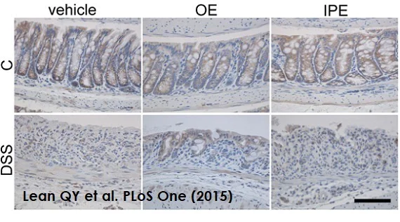 Immunohistochemistry - DAB Substrate Kit (AB64238)