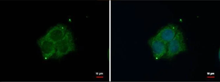Immunocytochemistry/ Immunofluorescence - Anti-Dab1 antibody (AB111684)