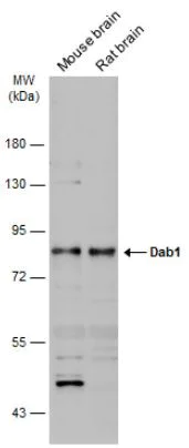 Western blot - Anti-Dab1 antibody (AB111684)