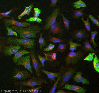 Immunocytochemistry/ Immunofluorescence - Anti-DAB2 antibody [EP2297Y] (AB76253)