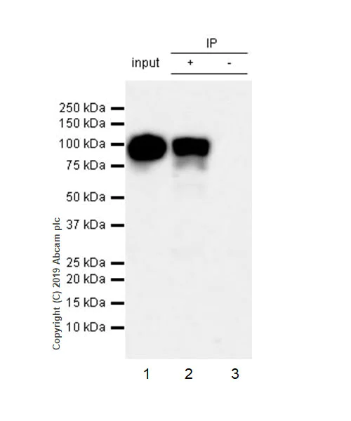 Immunoprecipitation - Anti-DAB2 antibody [EPR22881-69] (AB256524)
