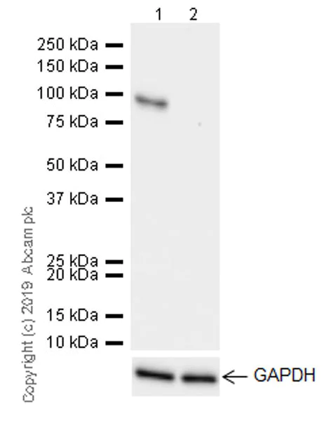 Western blot - Anti-DAB2 antibody [EPR22881-69] (AB256524)