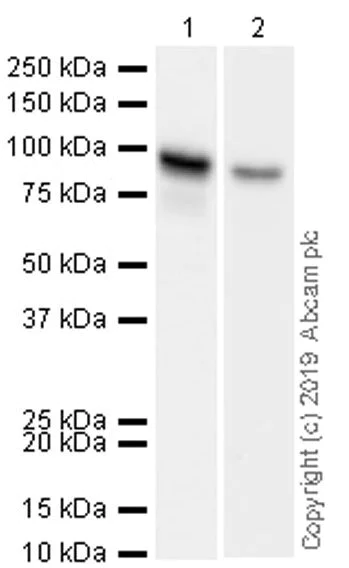 Western blot - Anti-DAB2 antibody [EPR22881-69] (AB256524)