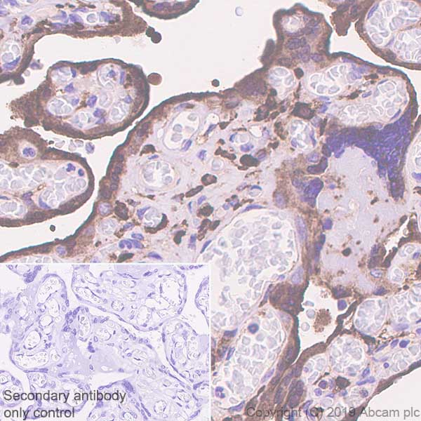 Immunohistochemistry (Formalin/PFA-fixed paraffin-embedded sections) - Anti-DAB2 antibody [EPR22881-69] - BSA and Azide free (AB256545)