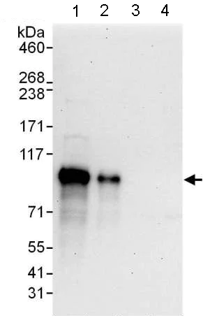 Western blot - Anti-DACH1 antibody (AB176718)