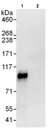 Immunoprecipitation - Anti-DACH1 antibody (AB226176)