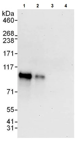 Western blot - Anti-DACH1 antibody (AB226176)