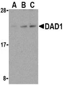 Western blot - Anti-DAD1 antibody (AB23836)