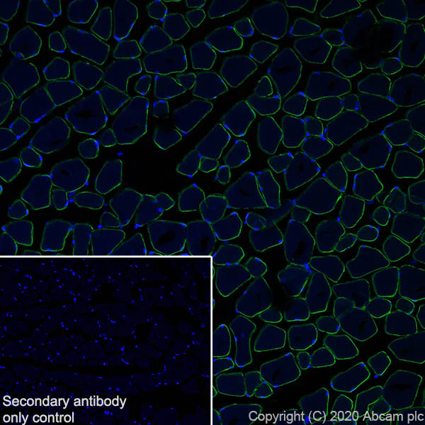 Immunohistochemistry (Frozen sections) - Anti-DAG1 antibody [IIH6C4] (AB234587)