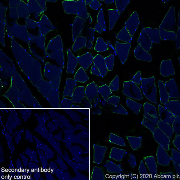 Immunohistochemistry (Frozen sections) - Anti-DAG1 antibody [IIH6C4] (AB234587)