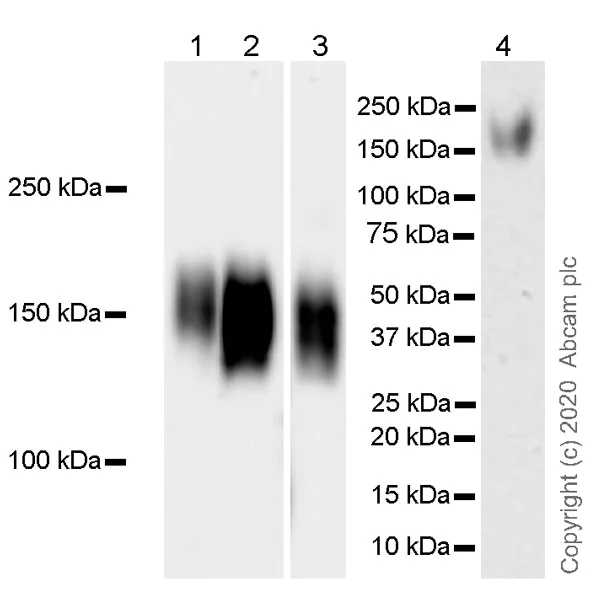 Western blot - Anti-DAG1 antibody [IIH6C4] (AB234587)