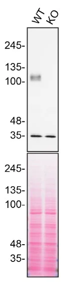 Western blot - Anti-DAG1 antibody [IIH6C4] (AB234587)