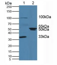 Western blot - Anti-DAI antibody (AB232977)