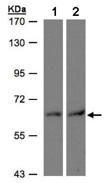 Western blot - Anti-DAK antibody (AB137623), expandable thumbnail