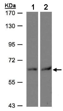 Western blot - Anti-DAK antibody (AB137623)