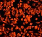 Immunocytochemistry/ Immunofluorescence - Anti-DAP1 antibody [E59] - BSA and Azide free (AB247216)