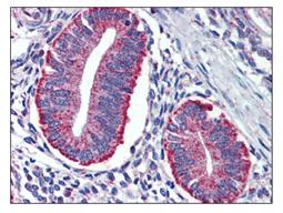 Immunohistochemistry (Formalin/PFA-fixed paraffin-embedded sections) - Anti-DAP12 antibody (AB110117), expandable thumbnail