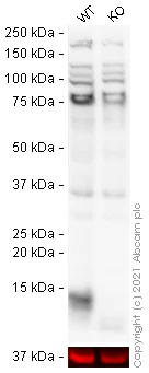 Western blot - Anti-DAP12 antibody (AB93846)