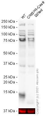 Western blot - Anti-DAP12 antibody (AB93846)