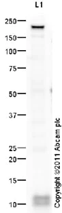 Western blot - Anti-DAP12 antibody (AB93846)