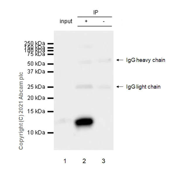 Immunoprecipitation - Anti-DAP12 antibody [EPR24244-119] - BSA and Azide free (AB280577)