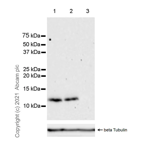 Western blot - Anti-DAP12 antibody [EPR24244-119] - BSA and Azide free (AB280577)