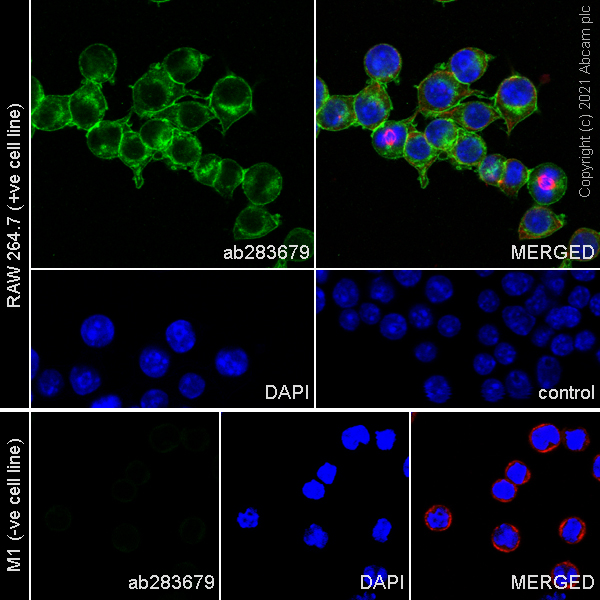 Immunocytochemistry/ Immunofluorescence - Anti-DAP12 antibody [EPR24244-76] - BSA and Azide free (ab283703), expandable thumbnail