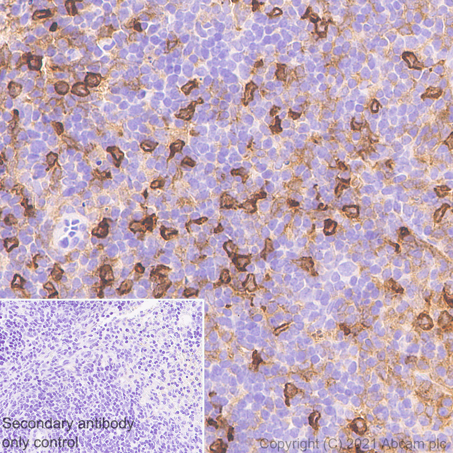Immunohistochemistry (Formalin/PFA-fixed paraffin-embedded sections) - Anti-DAP12 antibody [EPR24244-76] - BSA and Azide free (AB283703), expandable thumbnail