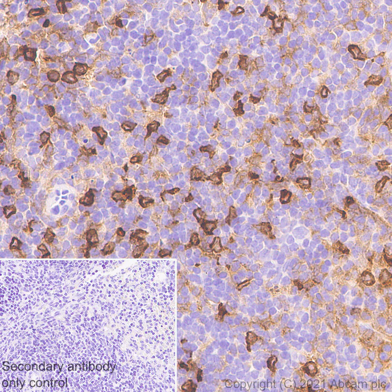 Immunohistochemistry (Formalin/PFA-fixed paraffin-embedded sections) - Anti-DAP12 antibody [EPR24244-76] - BSA and Azide free (AB283703)
