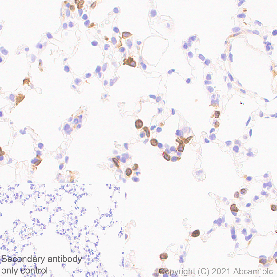 Immunohistochemistry (Formalin/PFA-fixed paraffin-embedded sections) - Anti-DAP12 antibody [EPR24244-76] - BSA and Azide free (AB283703), expandable thumbnail