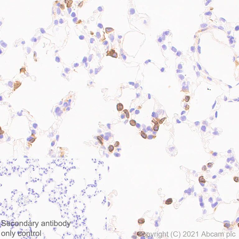 Immunohistochemistry (Formalin/PFA-fixed paraffin-embedded sections) - Anti-DAP12 antibody [EPR24244-76] - BSA and Azide free (AB283703)