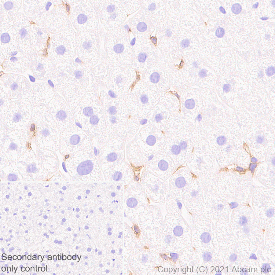 Immunohistochemistry (Formalin/PFA-fixed paraffin-embedded sections) - Anti-DAP12 antibody [EPR24244-76] - BSA and Azide free (AB283703), expandable thumbnail