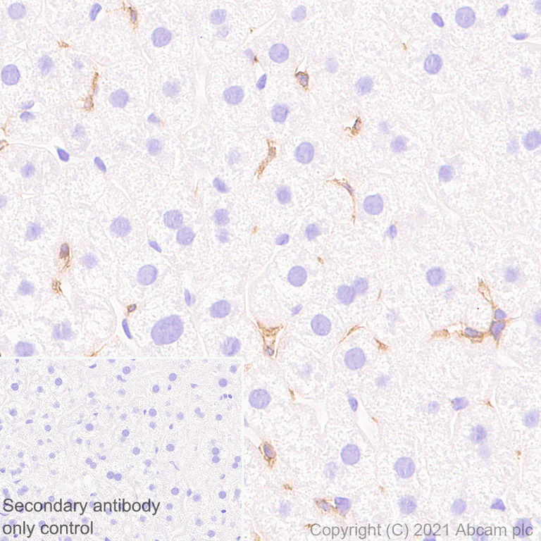 Immunohistochemistry (Formalin/PFA-fixed paraffin-embedded sections) - Anti-DAP12 antibody [EPR24244-76] - BSA and Azide free (AB283703)
